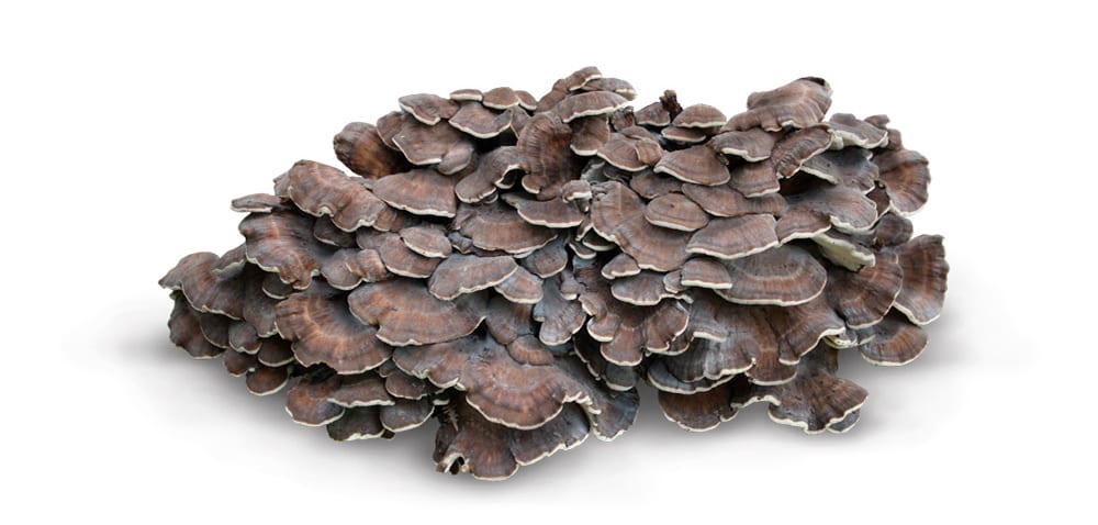 Maitake