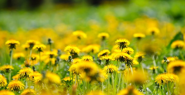 2016-10-18-dandelion